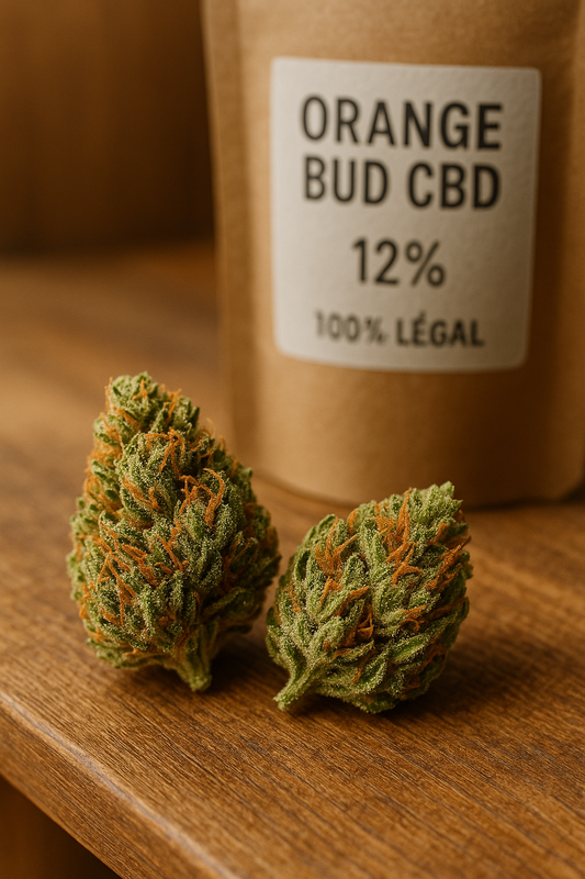 Orange Bud CBD : la fleur iconique aux arômes d’agrumes et d’énergie douce