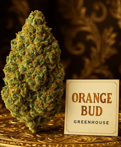Orange Bud